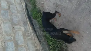 3-6 months Male Purebred Doberman Pinscher