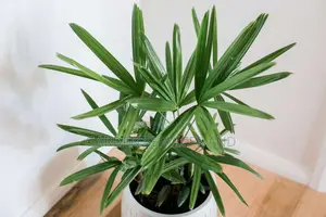 The Lady Palm