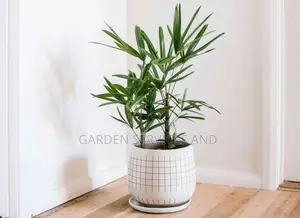 The Lady Palm