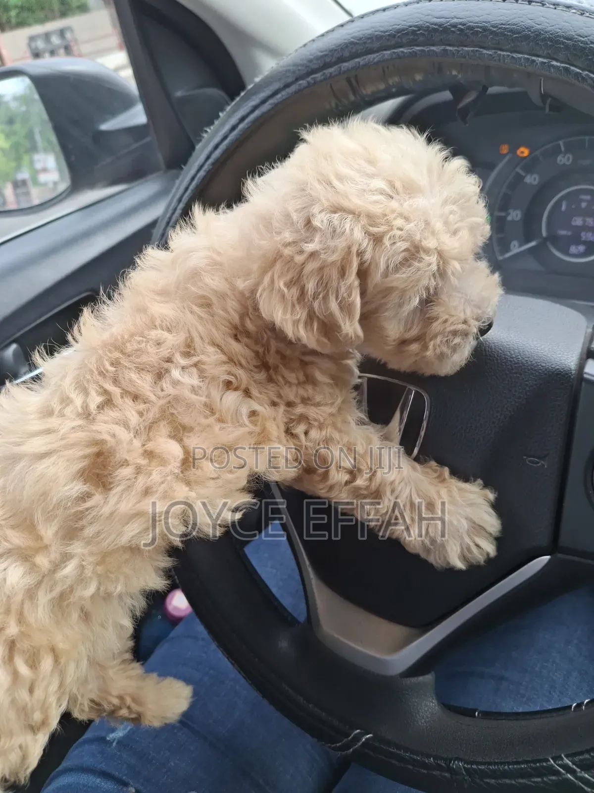 1-3 months Female Purebred Poodle