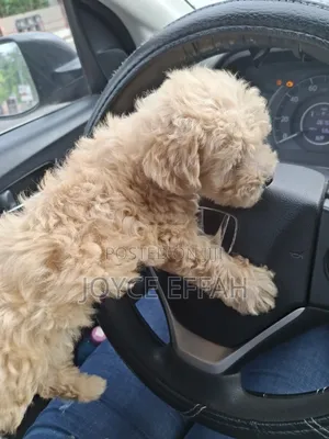 1-3 months Female Purebred Poodle