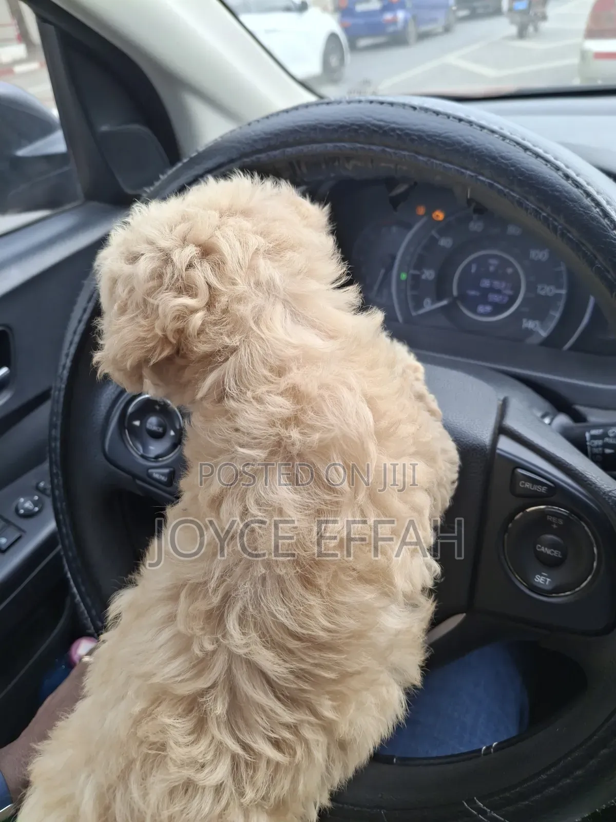 1-3 months Female Purebred Poodle