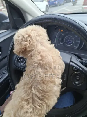 1-3 months Female Purebred Poodle