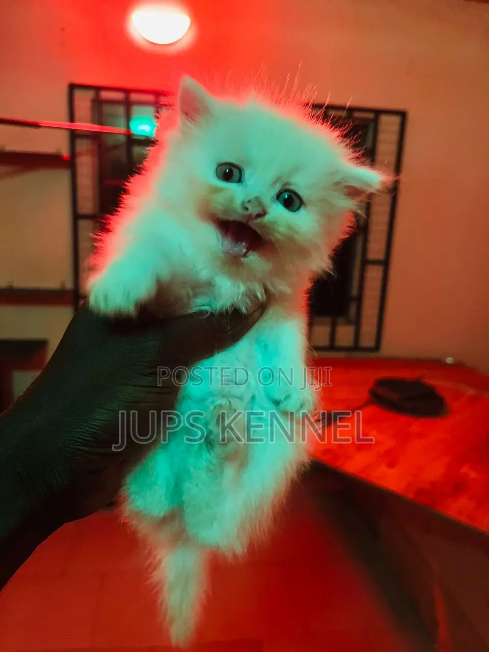 1-3 months Female Purebred Persian