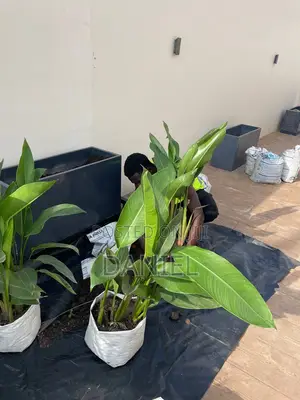 Gardening Service(Flower Planting and Grass Care)