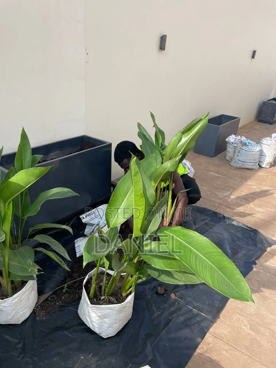 Gardening Service(Flower Planting and Grass Care)
