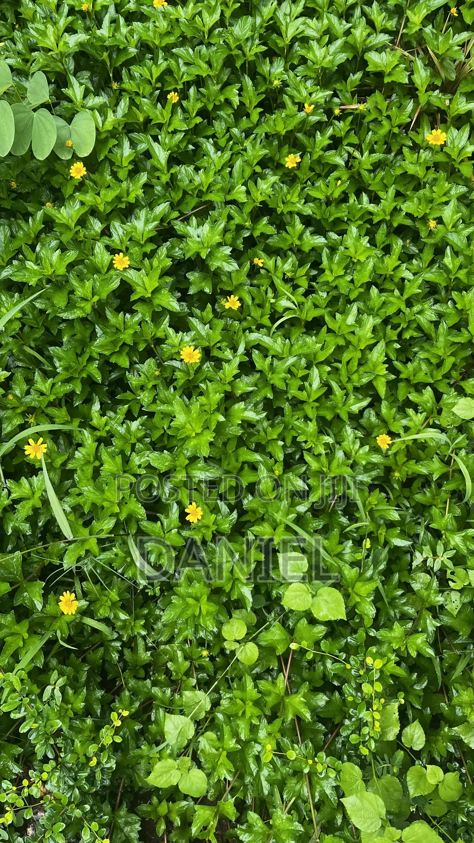Gardening Service(Flower Planting and Grass Care)