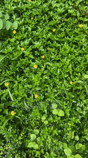 Gardening Service(Flower Planting and Grass Care)