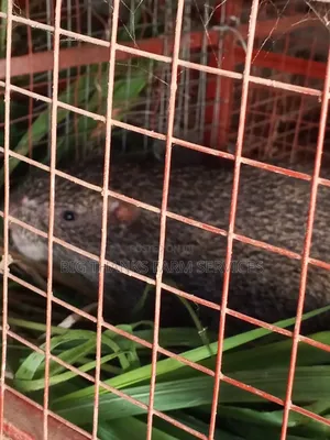 Male Grasscutters for Slae