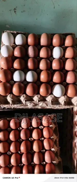 Fresh Eggs