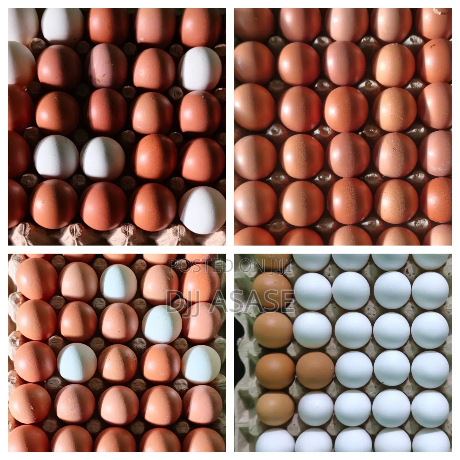 Fresh Eggs