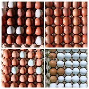 Fresh Eggs