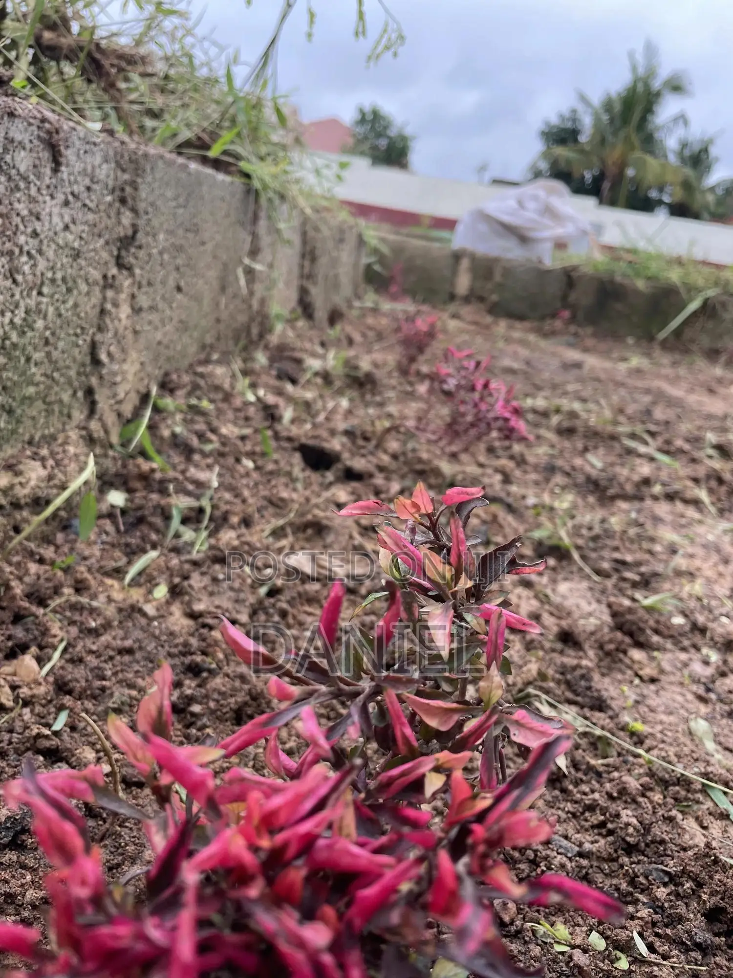 Gardening Service(Flower Planting and Grass Care)