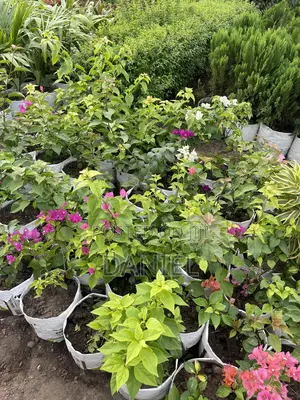 Bougainvillea Plant