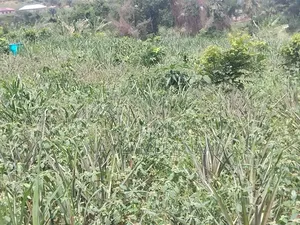 Little Over Half Plot of Land in a Gated Community Prampram for Sale