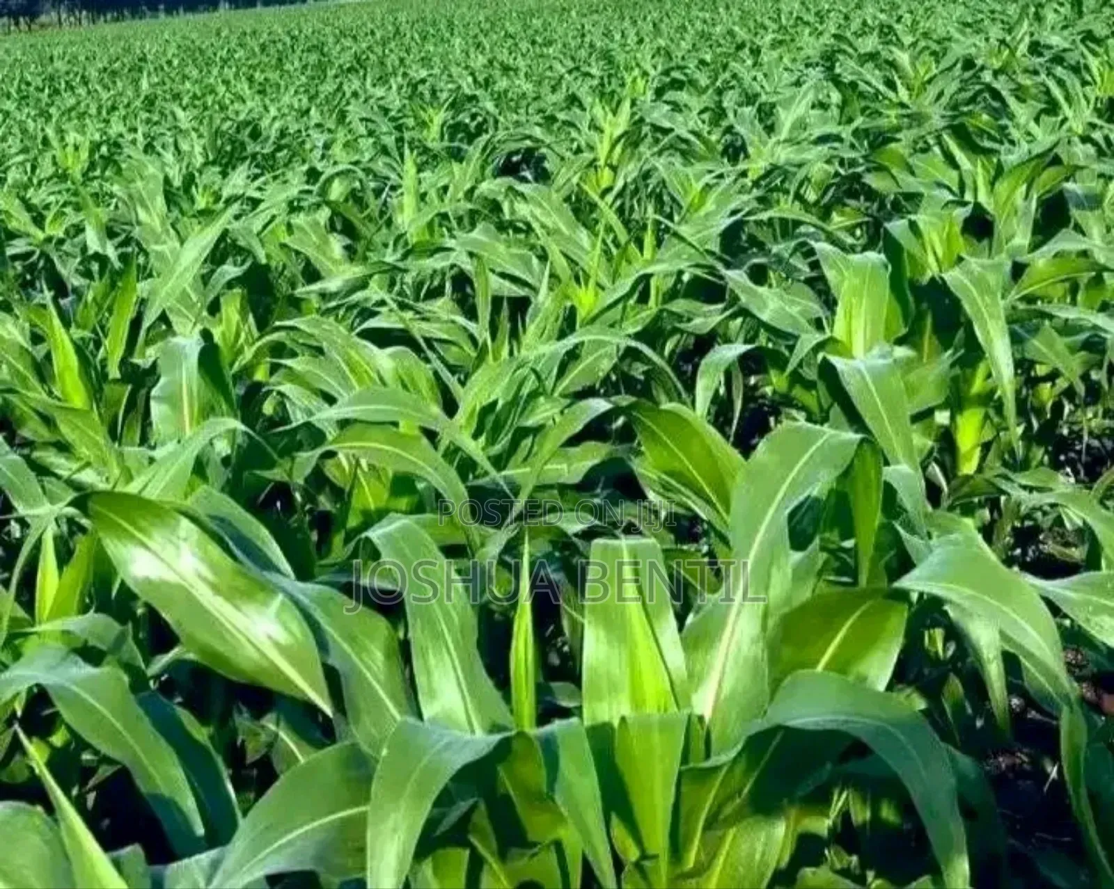 Professional Farmer and Fish Farming