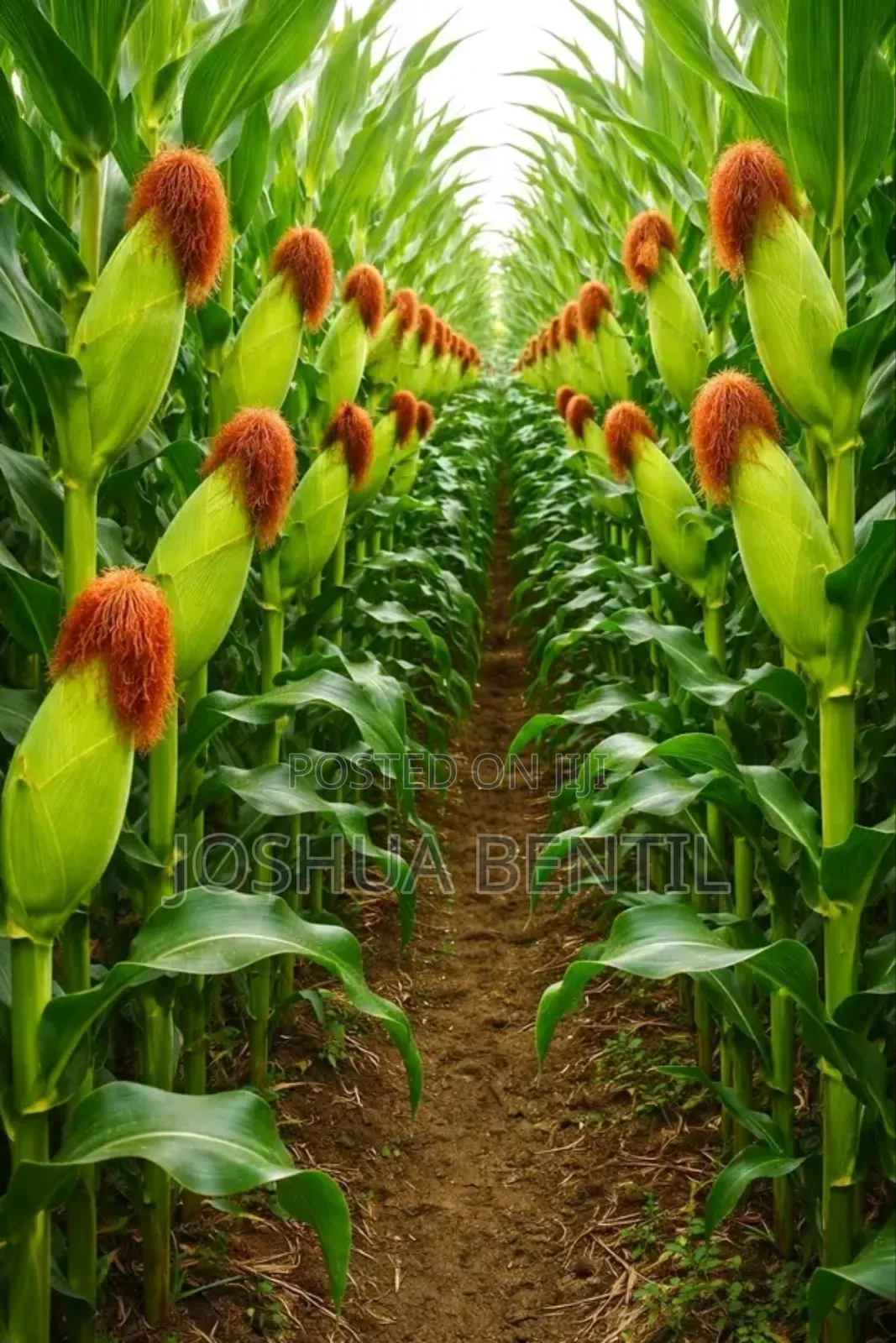 Professional Farmer and Fish Farming