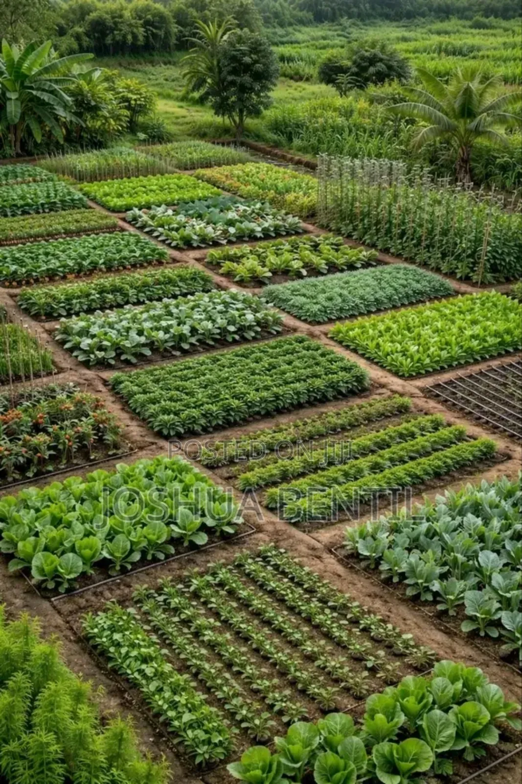 Professional Farmer and Fish Farming