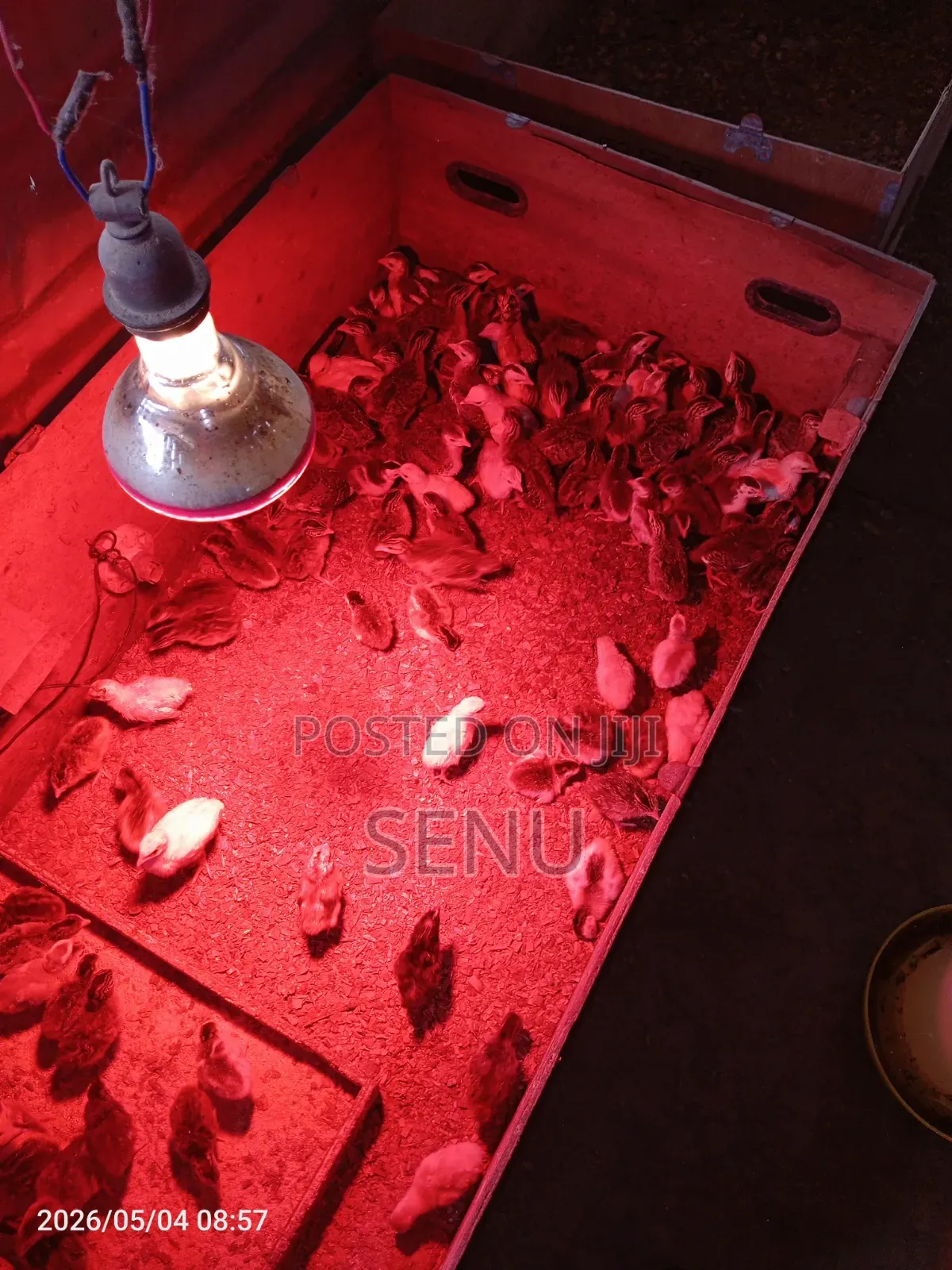 Day Old Guinea Keets