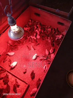 Day Old Guinea Keets