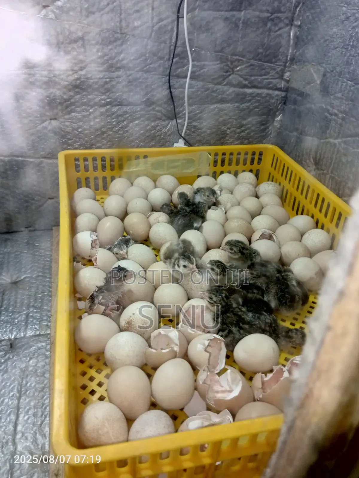 Day Old Guinea Keets