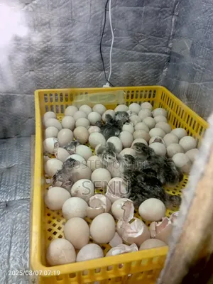 Day Old Guinea Keets