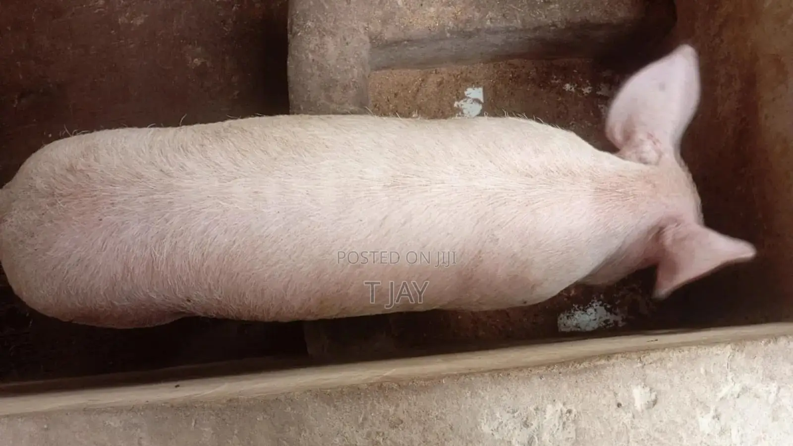Healthy Pigs for Sale 10-116kgs