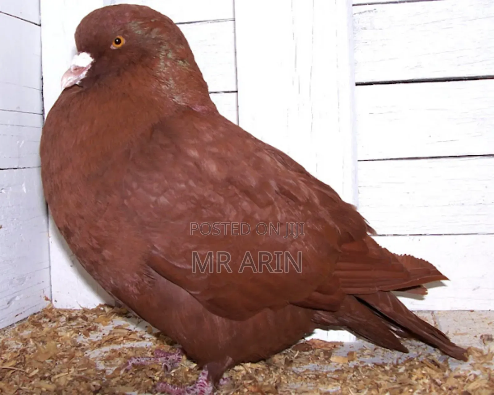 Home of All Kinds of Pigeons