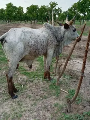 Tizaa Buni
