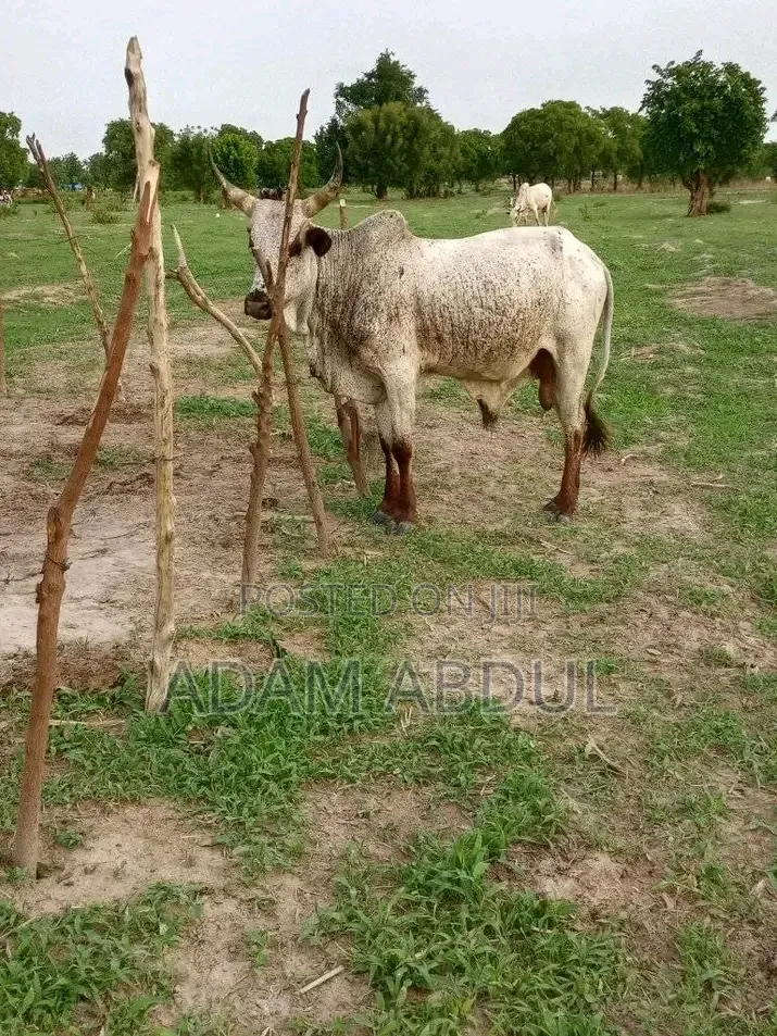 Tizaa Buni