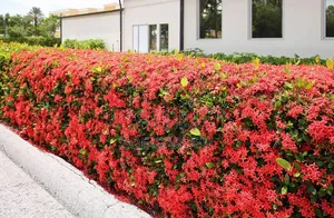 Red Ixoria Hedge