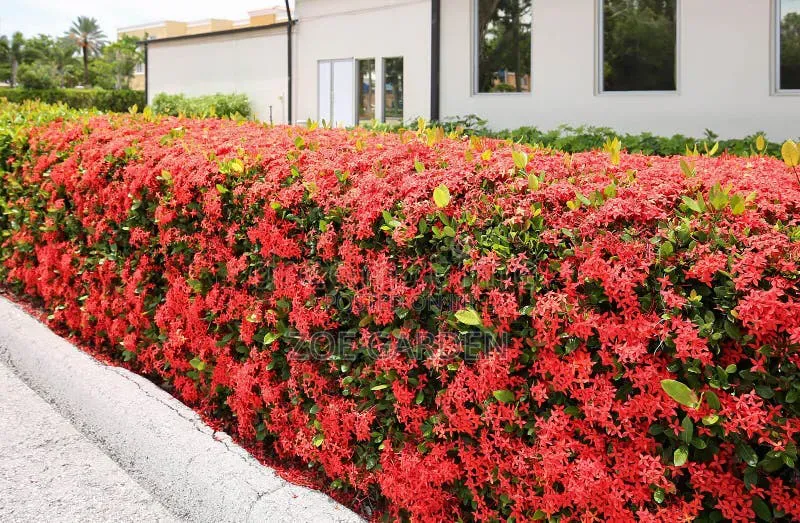 Red Ixoria Hedge