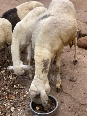 Sheep and Goat for Sale Both Male and Female