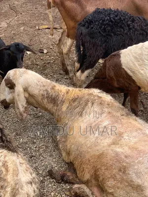 Sheep and Goat for Sale Both Male and Female