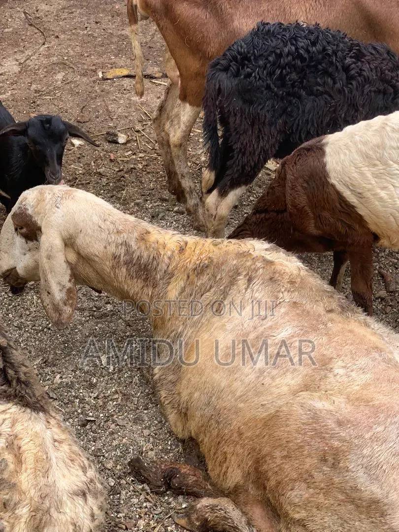Sheep and Goat for Sale Both Male and Female