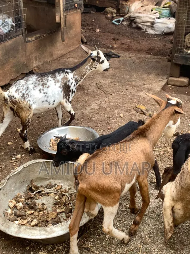 Sheep and Goat for Sale Both Male and Female