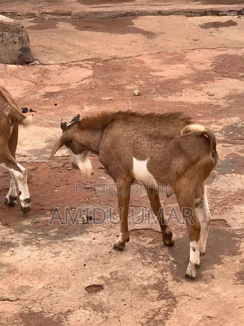 Sheep and Goat for Sale Both Male and Female