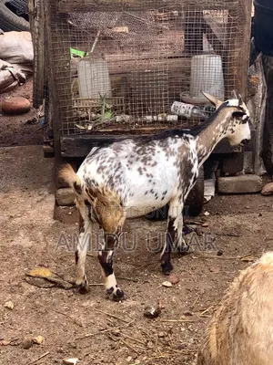 Sheep and Goat for Sale Both Male and Female