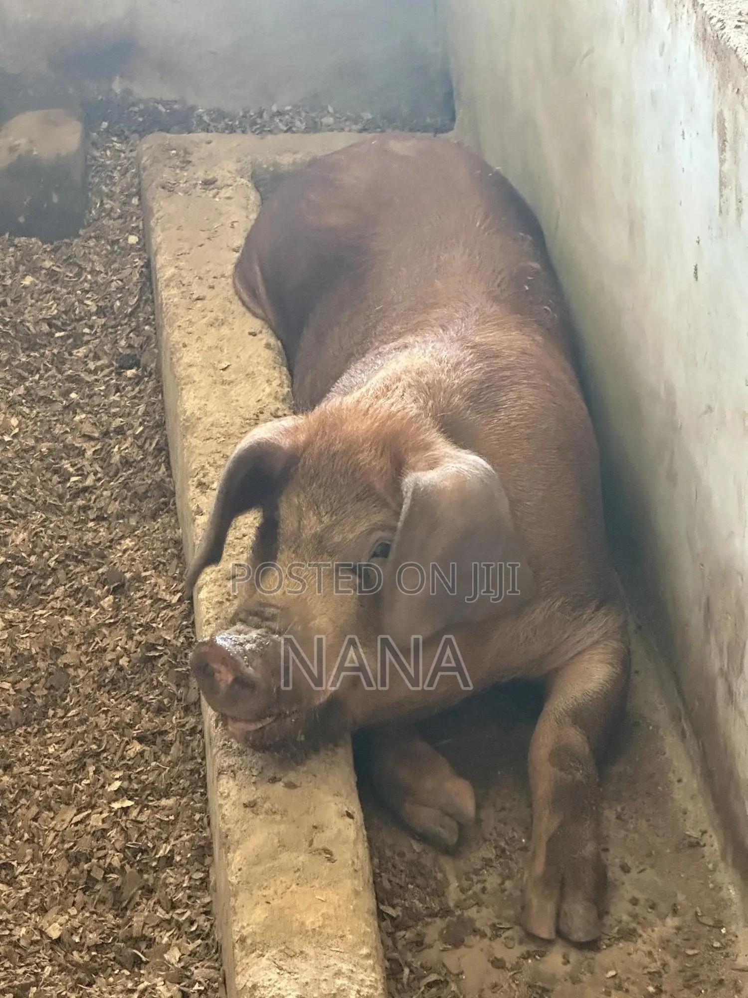 F1 Pigs, Very Strong And Good Breed