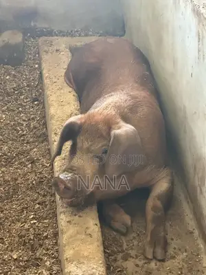 F1 Pigs, Very Strong And Good Breed