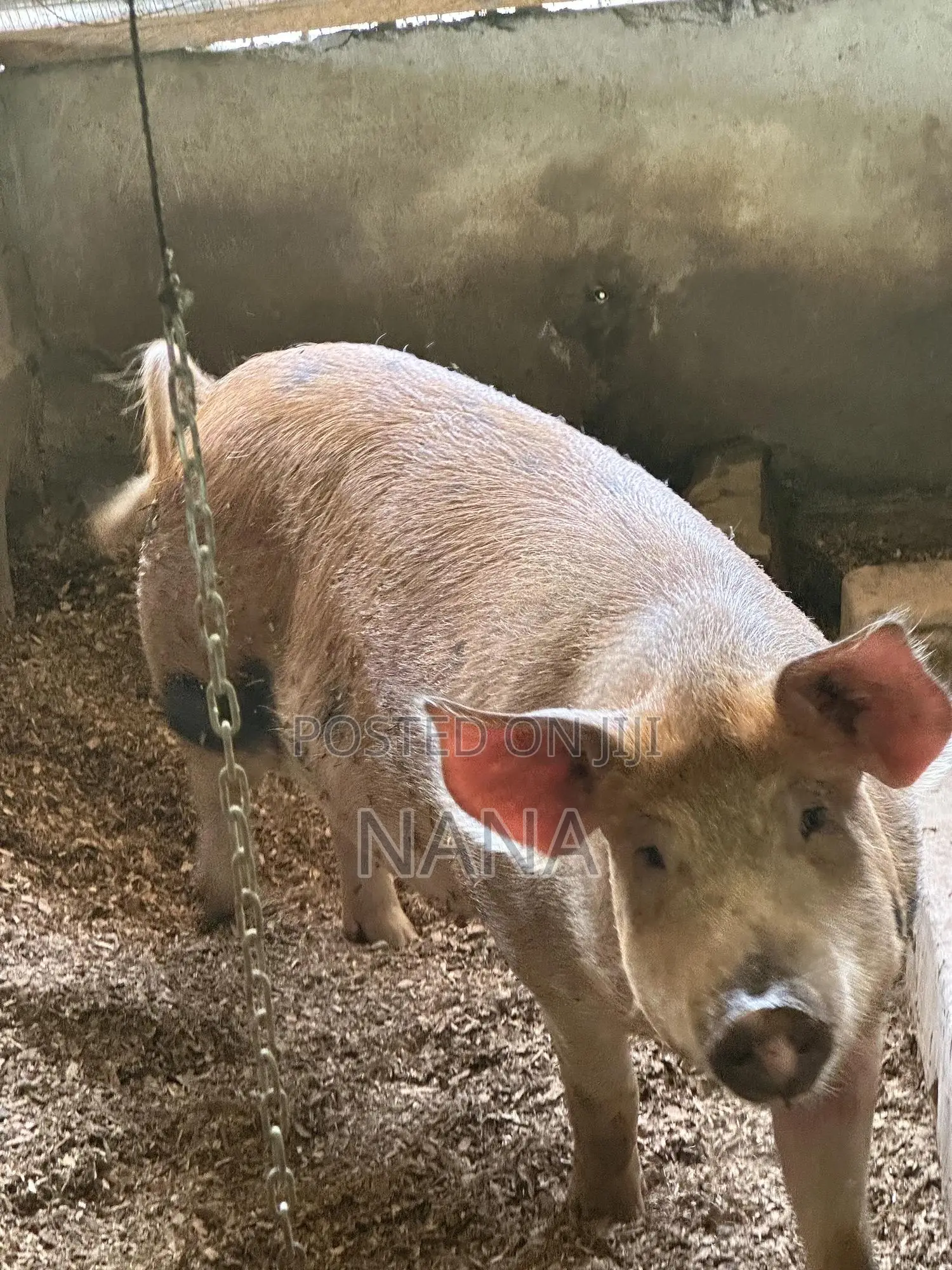 F1 Pigs, Very Strong And Good Breed