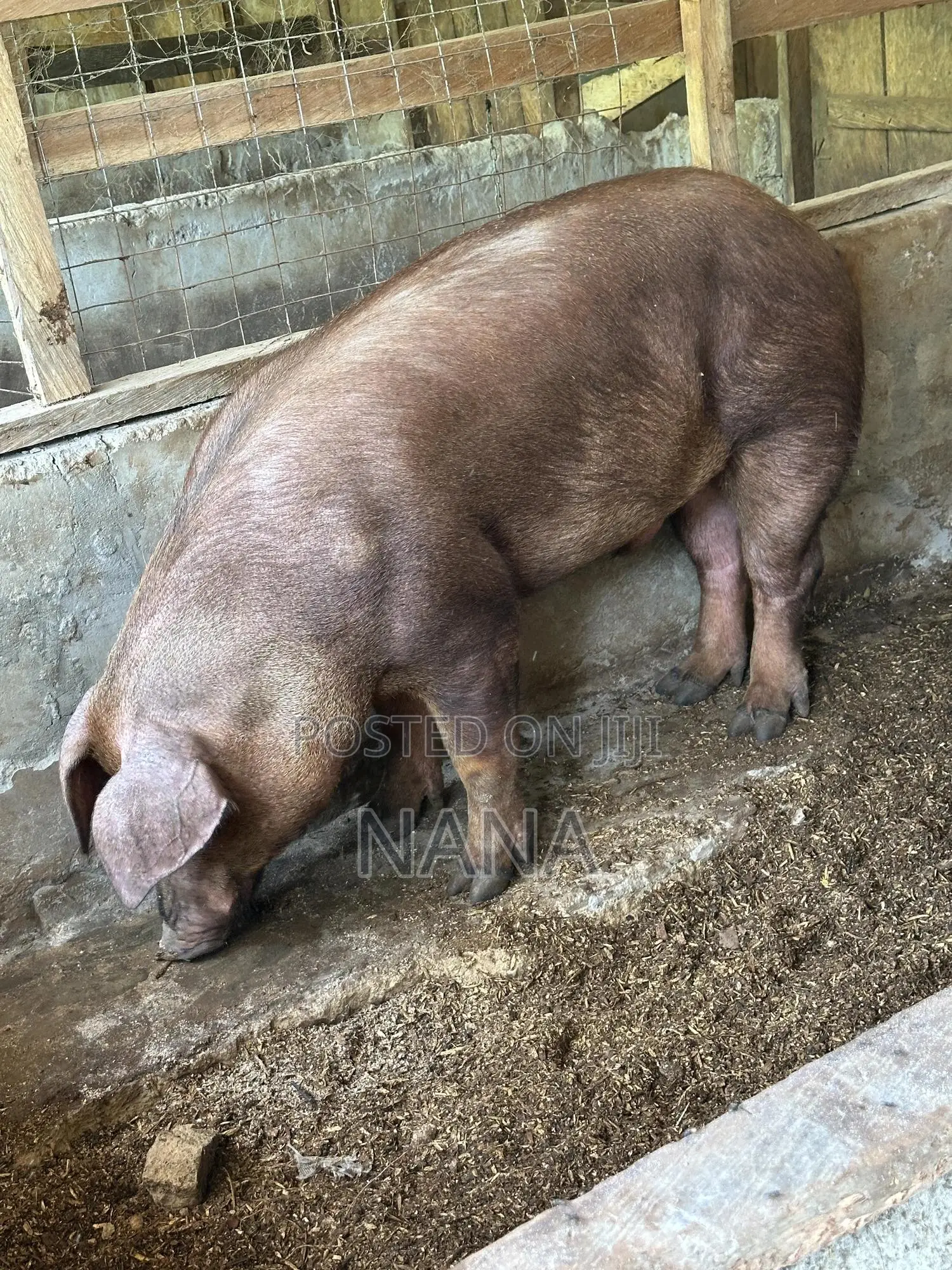 F1 Pigs, Very Strong And Good Breed