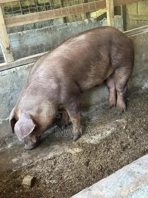 F1 Pigs, Very Strong And Good Breed