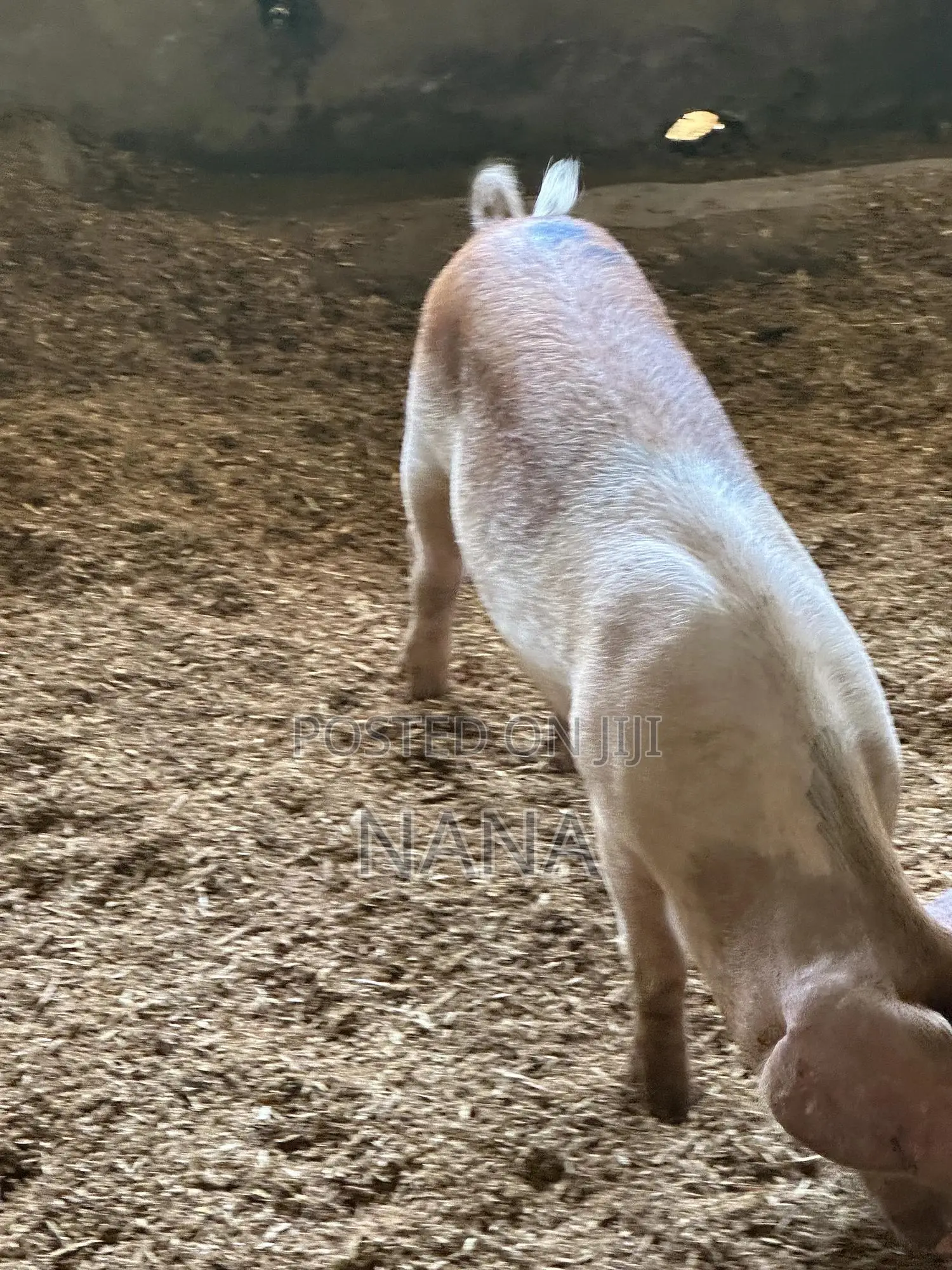 F1 Pigs, Very Strong And Good Breed