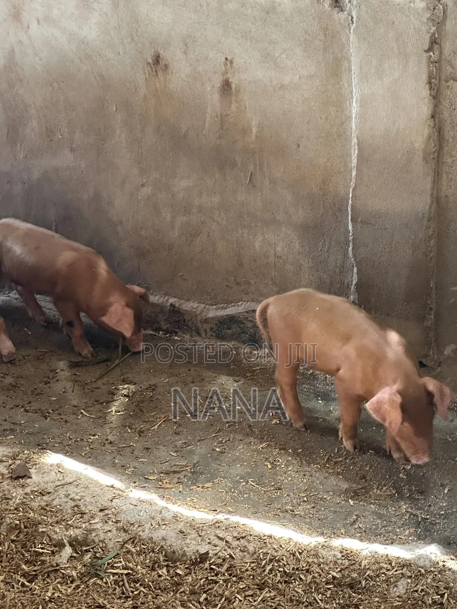 F1 Pigs, Very Strong And Good Breed
