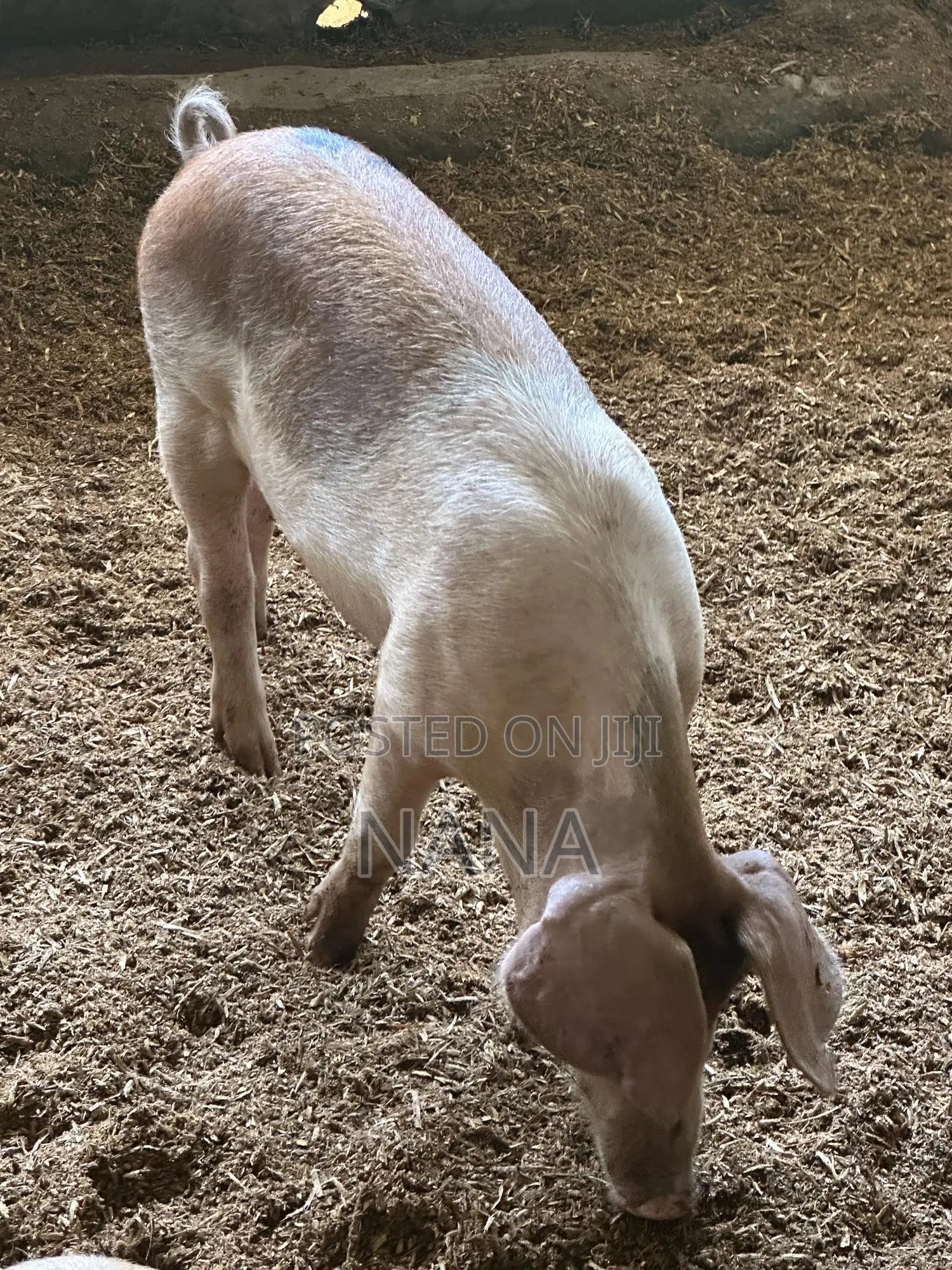 F1 Pigs, Very Strong And Good Breed