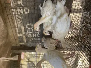Young Turkeys