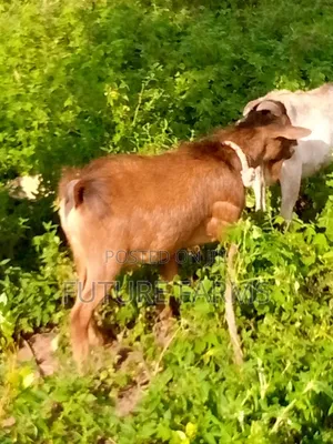 Goat Seller