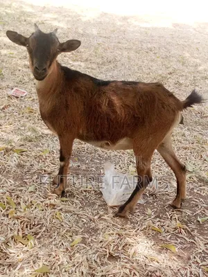 Goat Seller