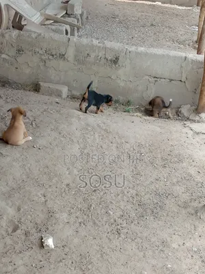 1-3 months Male Mixed Breed Boerboel